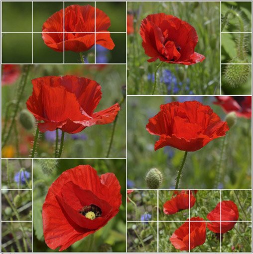 You are currently viewing Coquelicots