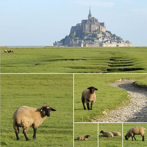 You are currently viewing Mont-Saint-Michel – Prés salés